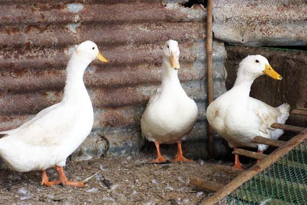 Pekingender på gårdsplassen