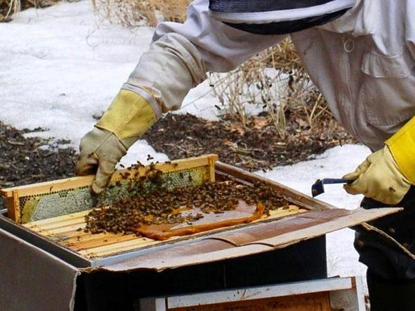 Sprawdzanie ula i karmienia wiosennego