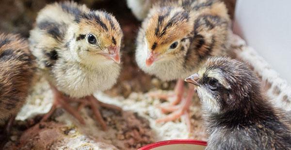 ลูกไก่ต้องการอาหารที่มีโปรตีนสูง