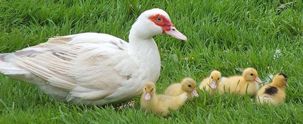 ลูกไก่เป็ดมัสโควีฟัก 32-36 วัน