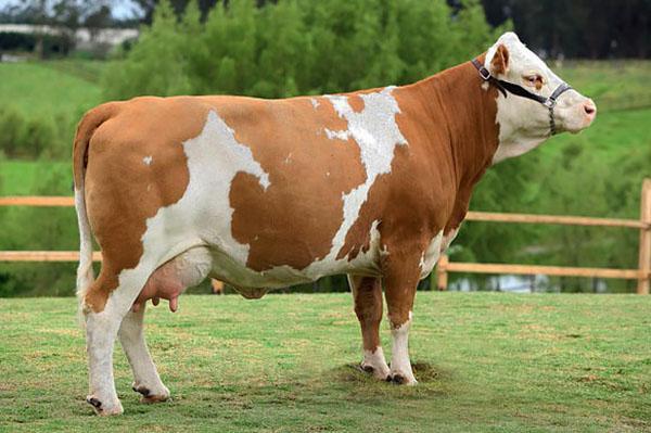 Simmental kyrase