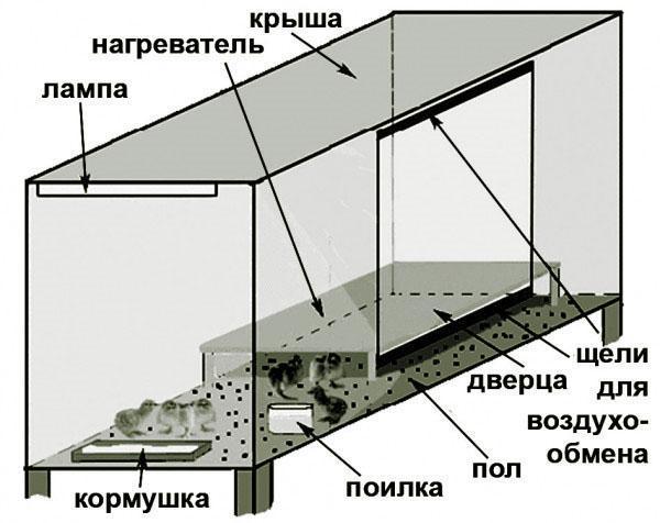 การแสดงแผนผังของ brooder