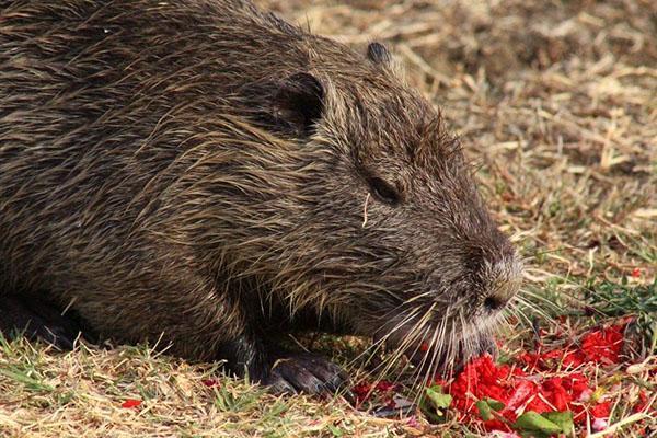 Nutria ma pyszne dietetyczne mięso