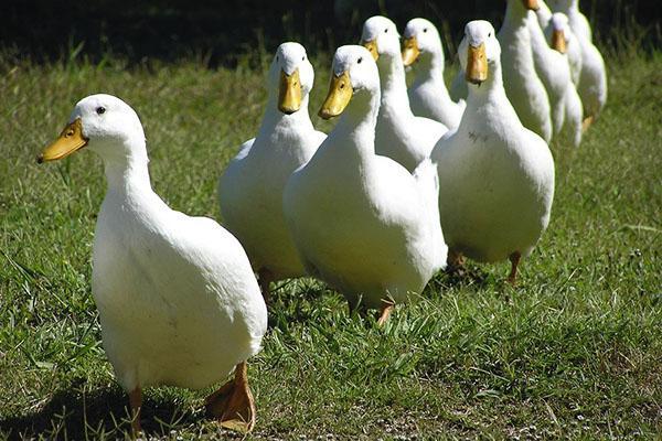 Kaczki idą do stawu