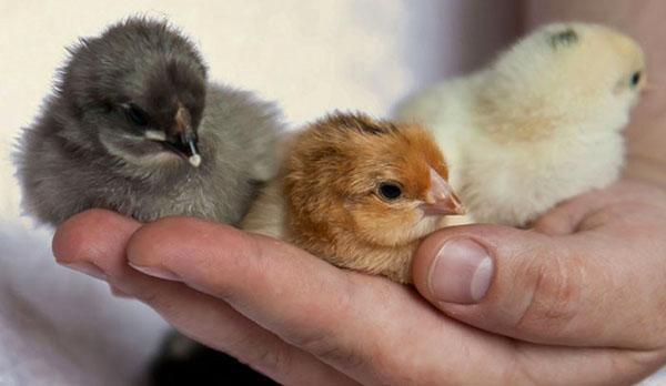 Zkušení chovatelé drůbeže mohou zjistit pohlaví kuřat již v jeden den věku.