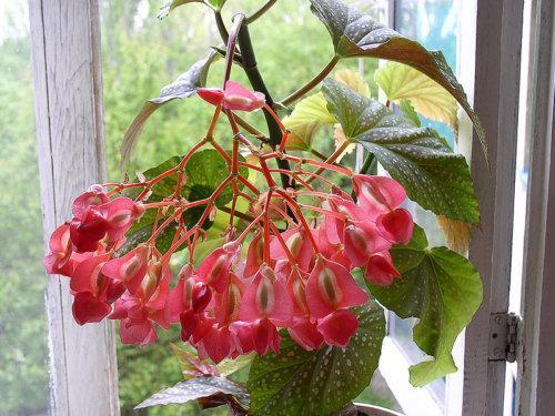 Kwitnąca begonia