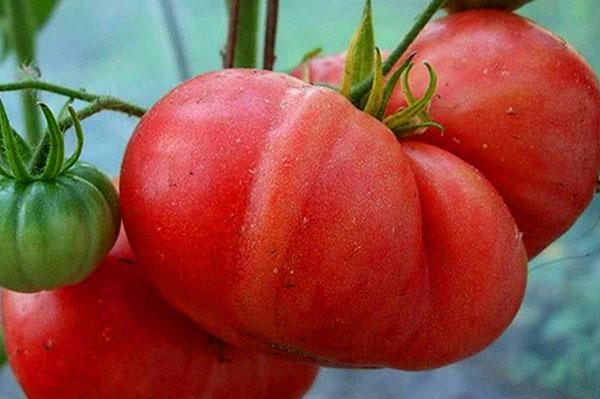 Variety Raspberry Giant