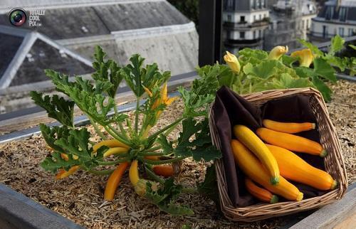 courgette på taket av huset