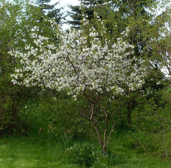 kirsebærblomst ungdom