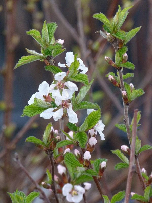 Følte kirsebærblomstrer