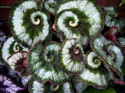 dekoracyjna begonia