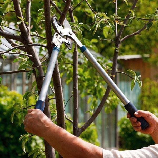 trimming med hekksaks