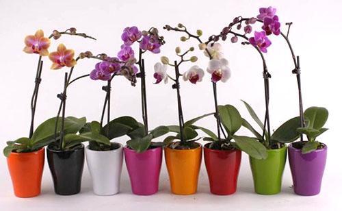 phalaenopsis orkideer