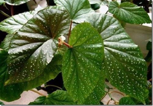 begonia lucerna nie kwitnie