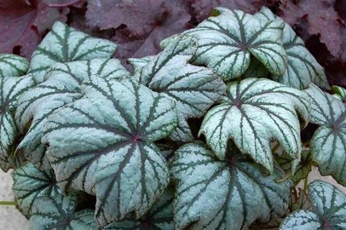 storvenet begonia