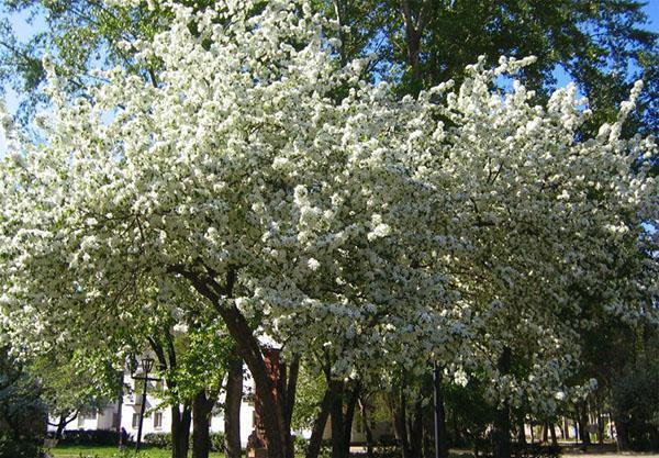 kirsebærplantasje blomstrer