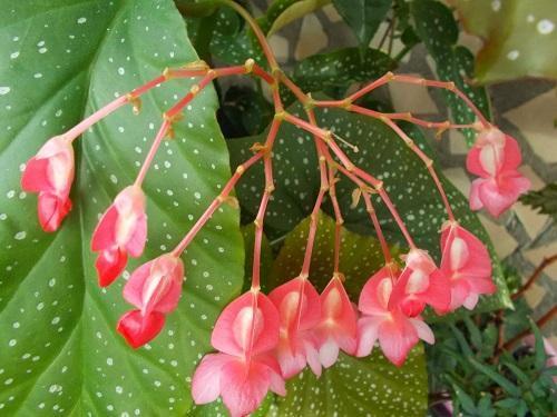 blomstrende begonia alfalfa