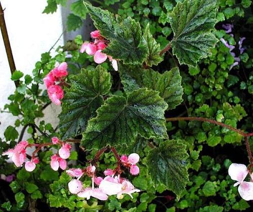 kwitnąca metalowa begonia