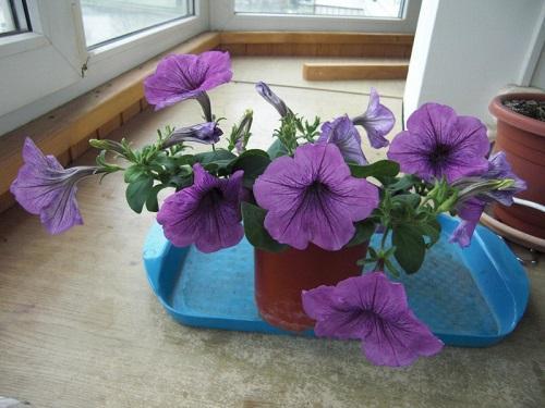 หนุ่ม Petunia Plum Wayne