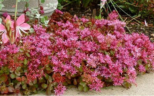 sedum