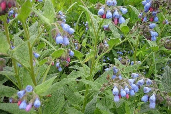 comfrey