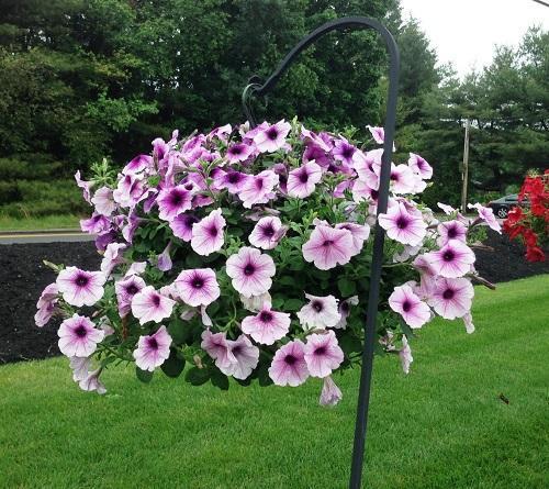 Petunia Plum Wayne