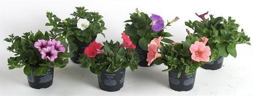 frøplante petunia