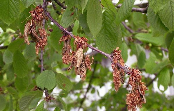 kirsebær tørker etter blomstring