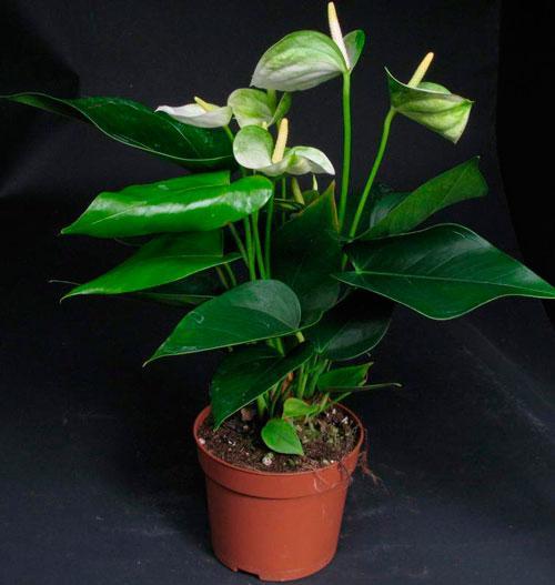 koupil anthurium