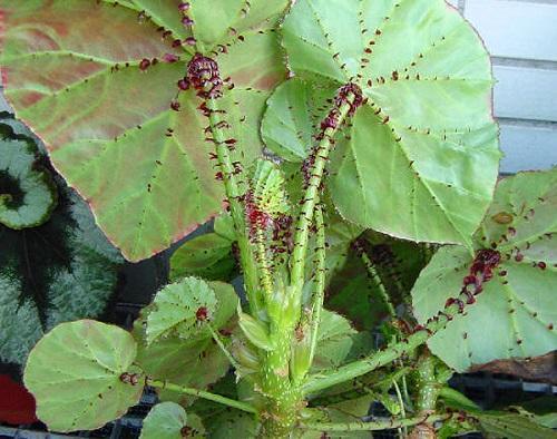 begonia z kołnierzem