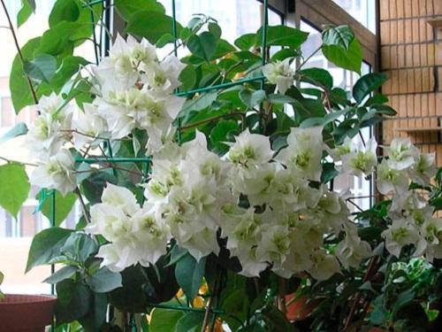 bougainvillea biała