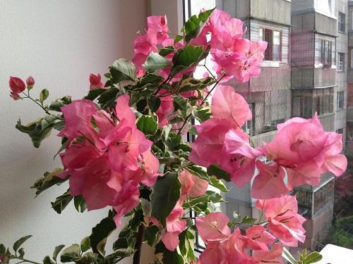 bougainvillea på vinduet