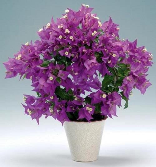 bougainvillea liliowy