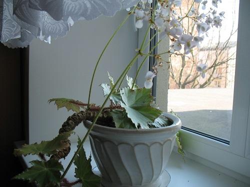 kwitnąca begonia