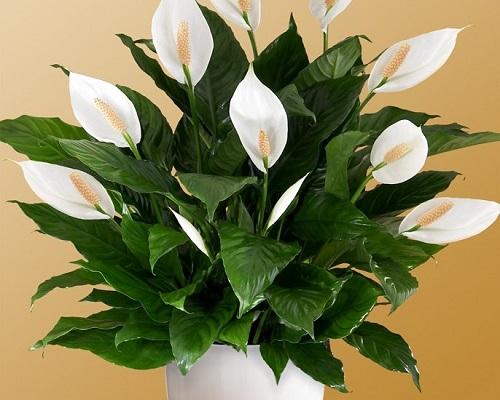 kwitnący spathiphyllum