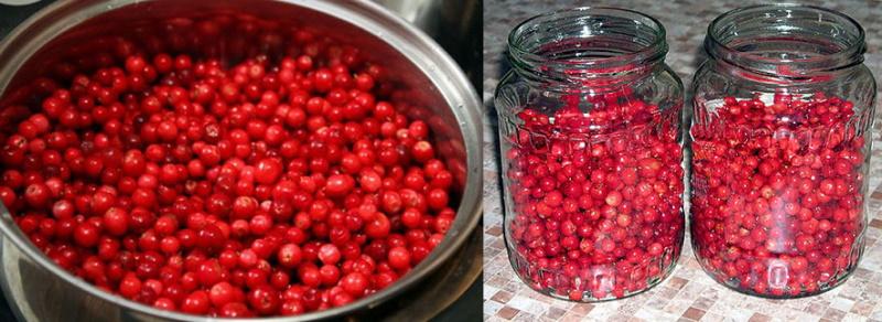 เตรียม lingonberries และเติมขวด