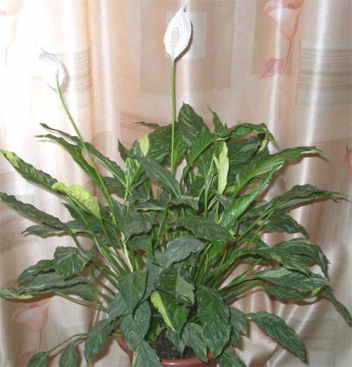 spathiphyllum