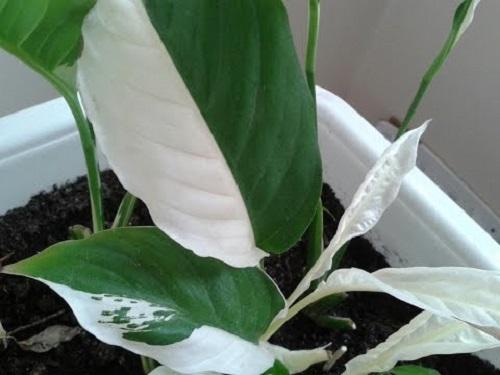 spathiphyllum z pstrokatymi liśćmi