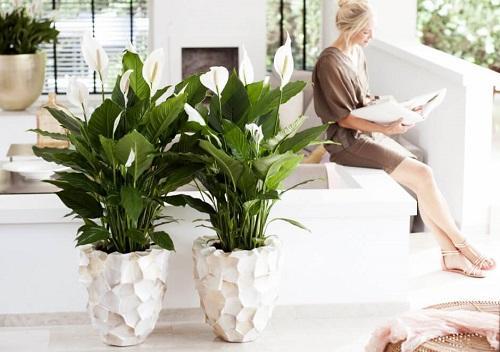 dospělý spathiphyllum