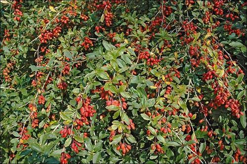 berberis