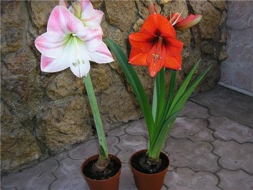 blomstrende hippeastrum