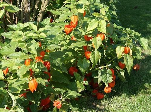 physalis