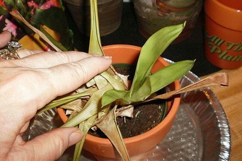 Guzmania wyblakła