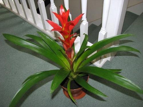 guzmania