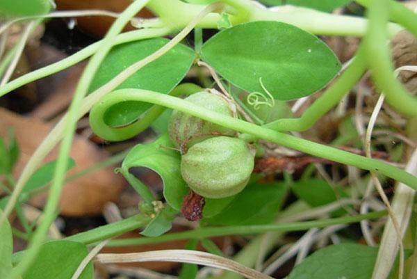 เมล็ด nasturtium