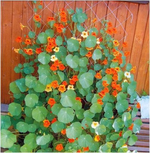 krøllete nasturtium