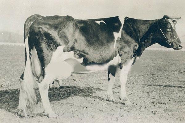 krowa Holstein za 30 lat