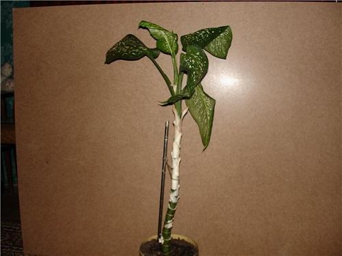 rozszerzona dieffenbachia