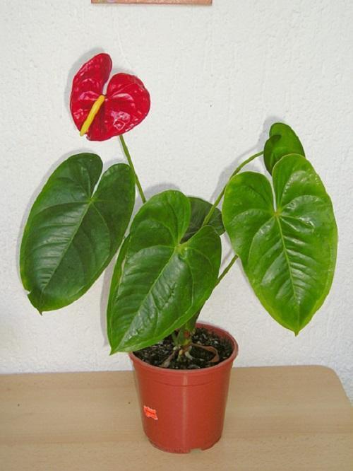 mladý anthurium