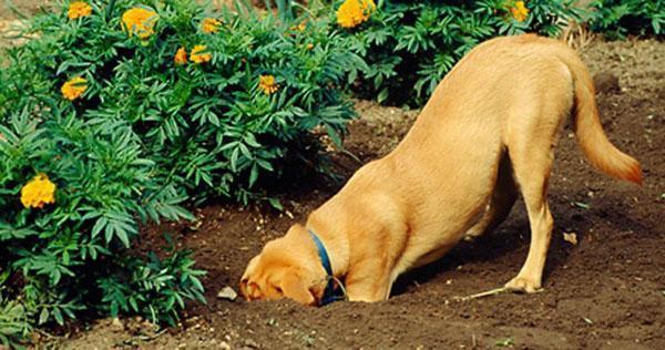 hunden henter blomster